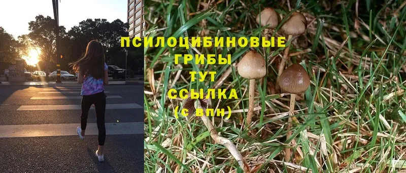 Псилоцибиновые грибы Cubensis Лениногорск